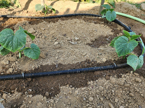 Atlantic short soaker hose ideal for small beds and pots.