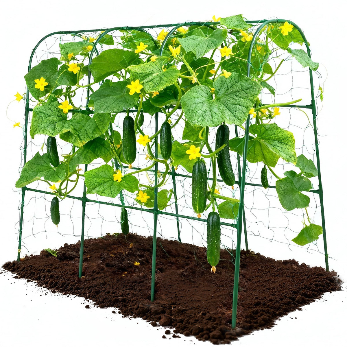 ATLIKE cucumber trellis U-shape guides vines upward for easy harvesting.