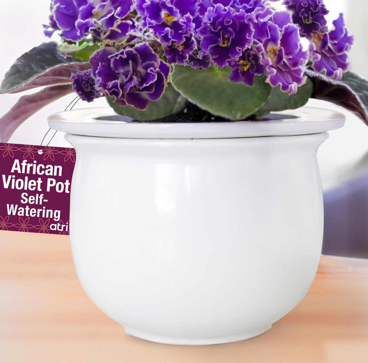 Atri African Violet self-watering pot with glazed white outer pot for clean indoor decor.