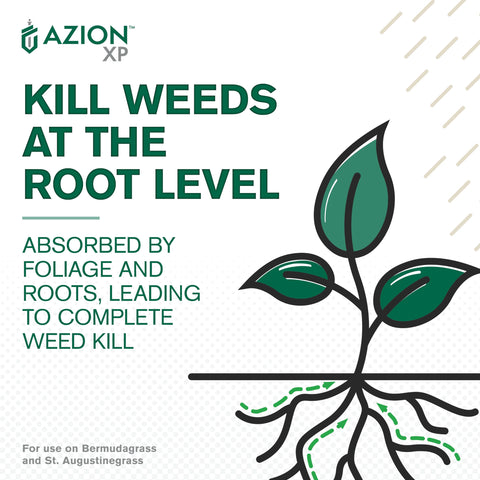 Root uptake action illustrating how Azion XP inhibits weed growth.