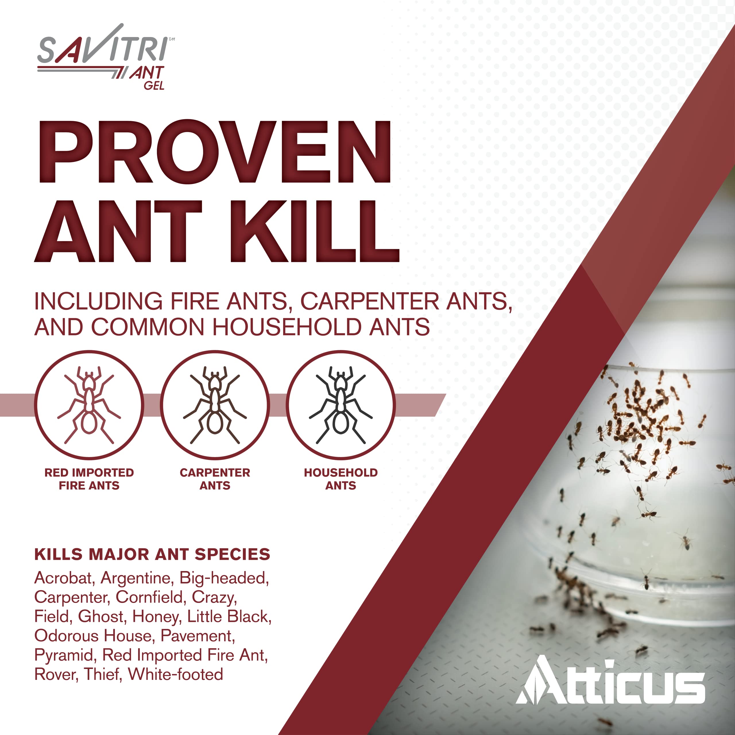Atticus Savitri ant gel bait placed along an ant trail