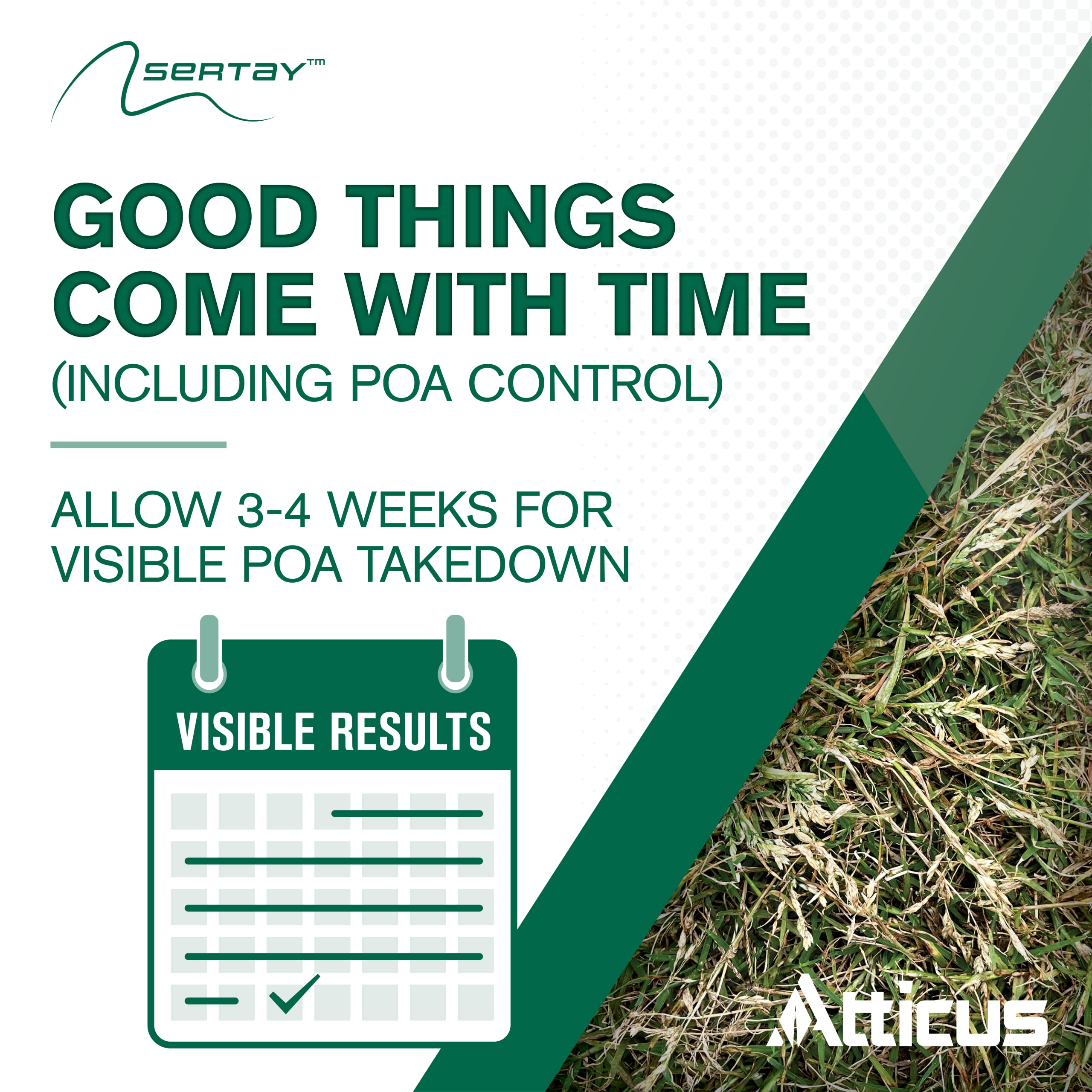 Atticus Sertay-treated lawn area shows reduction in sedge and weeds.