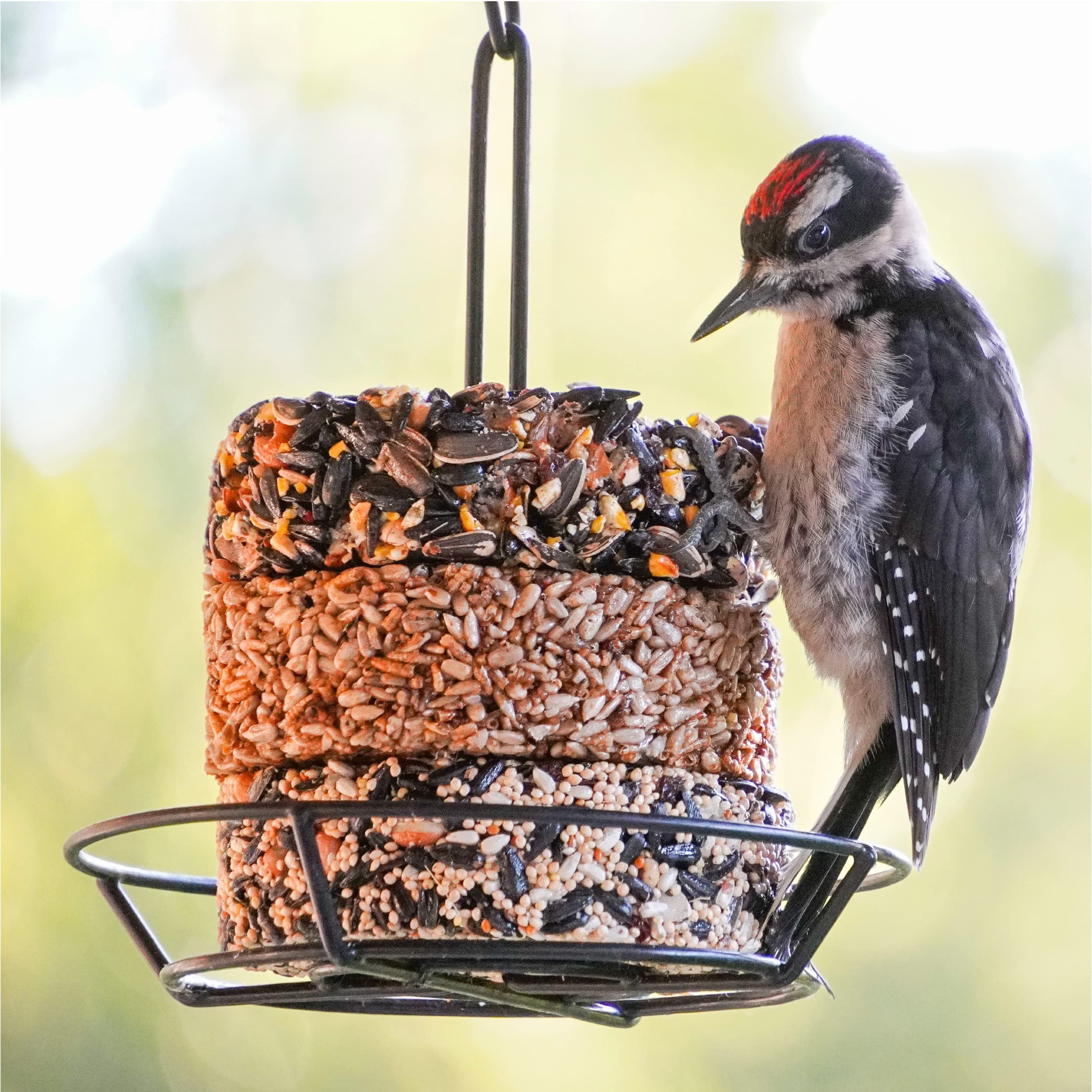 Audubon Park bird feeder-ready six-pack supports simple, clutter-free feeding.