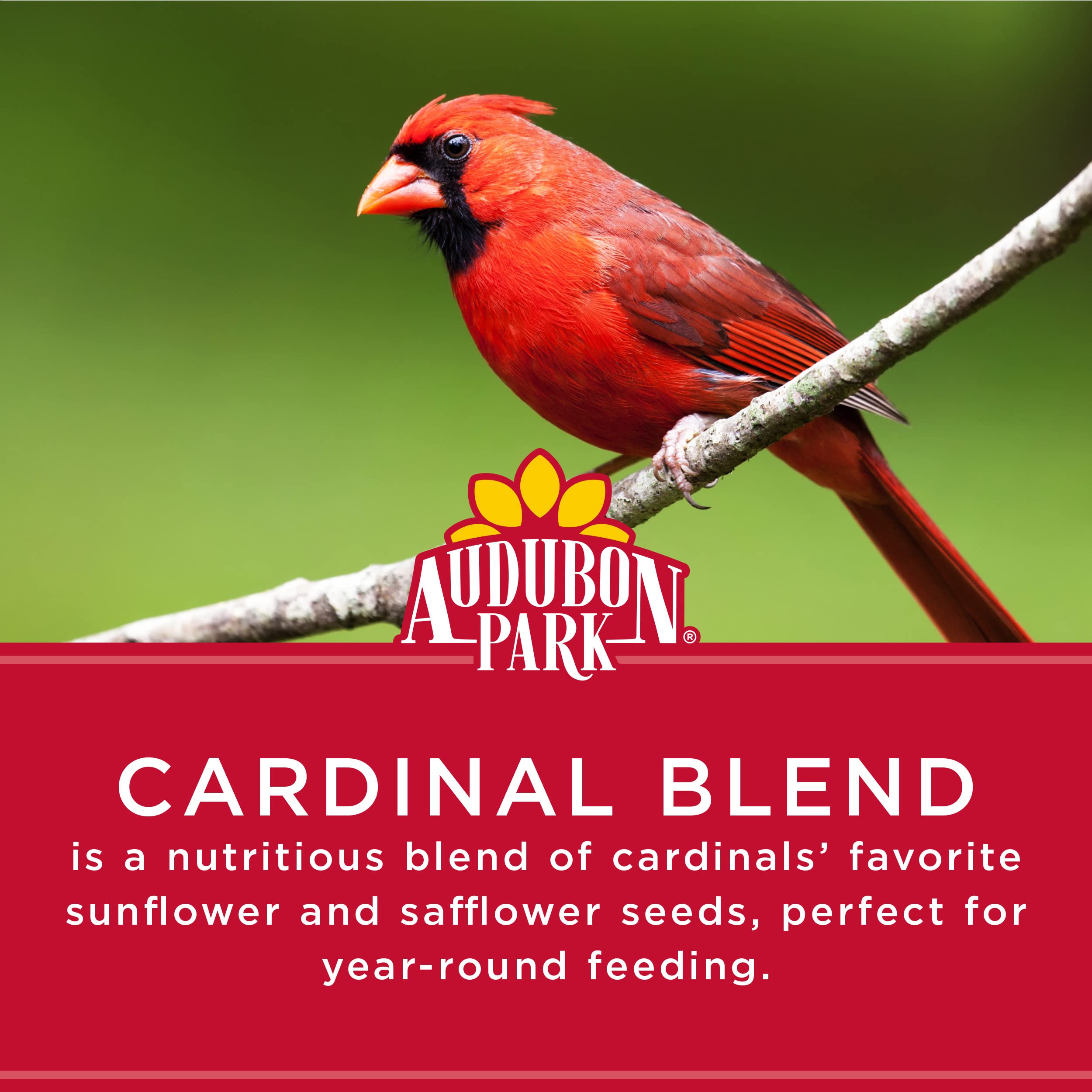 Audubon Park Cardinal Blend safflower seeds deter squirrels while feeding birds