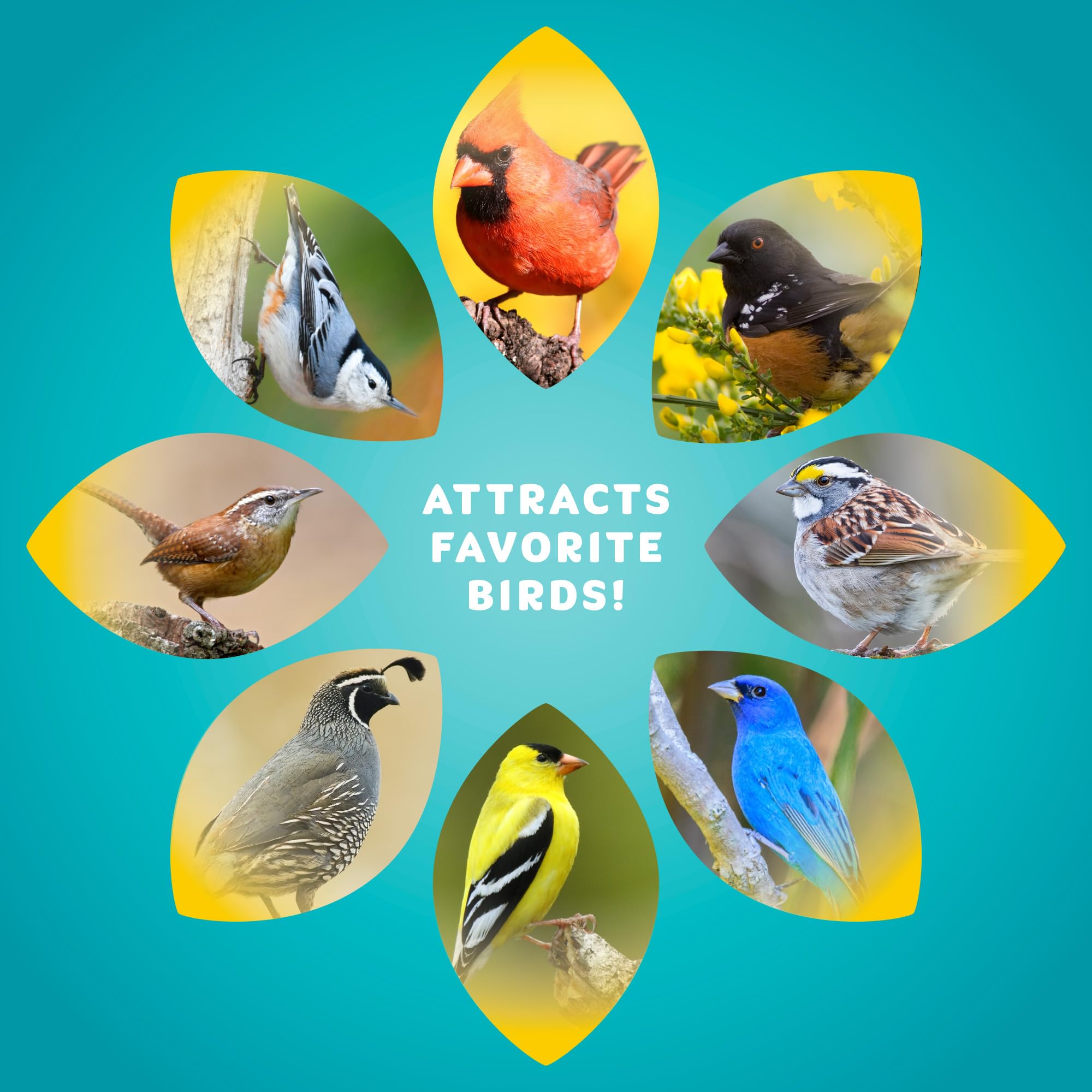 Audubon Park outdoor feeders collection showcasing versatile seed options.