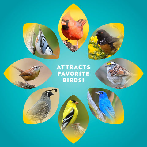 Audubon Park outdoor feeders collection showcasing versatile seed options.