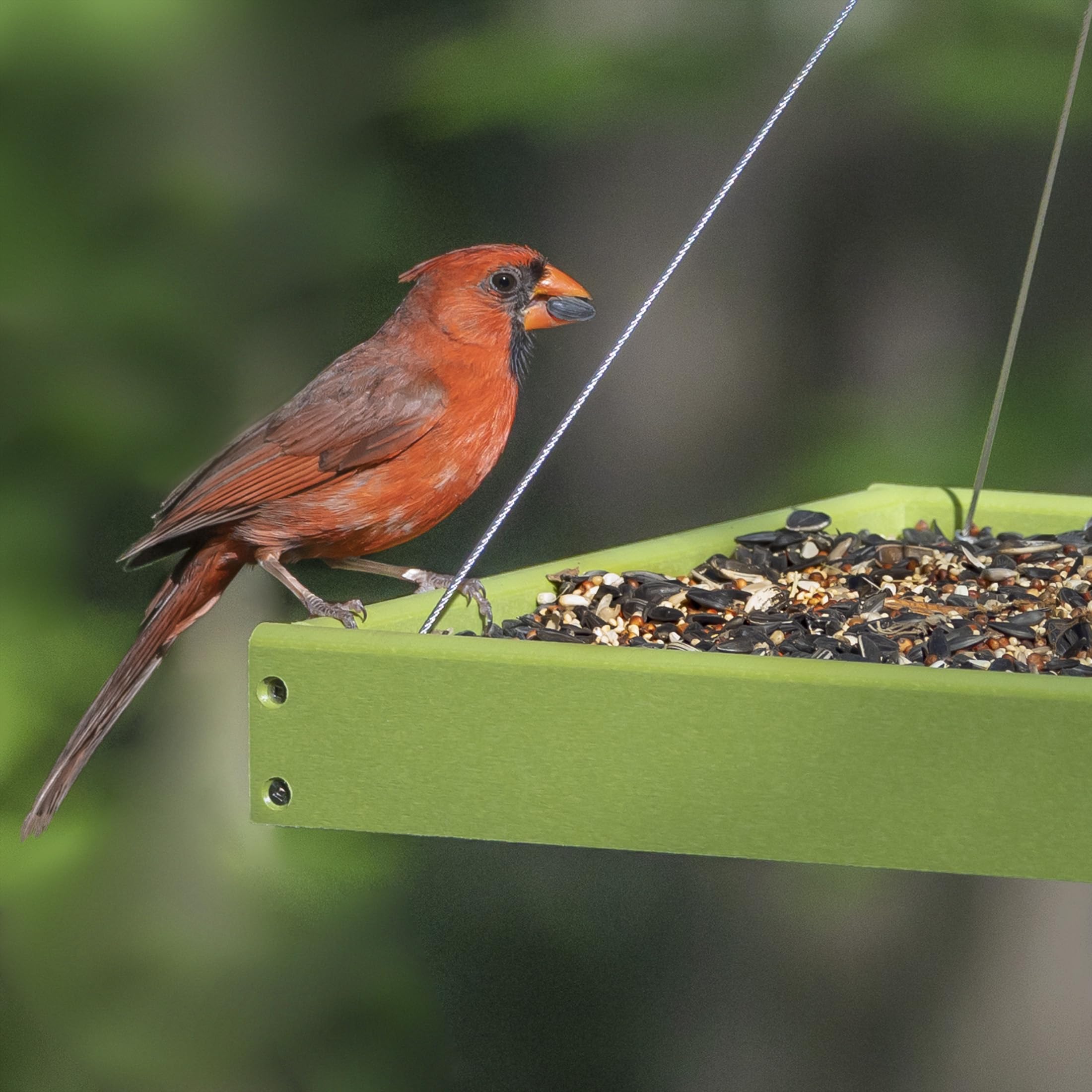 Audubon Park Songbird Supreme safflower seeds close-up.