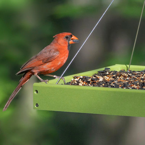 Audubon Park Songbird Supreme safflower seeds close-up.