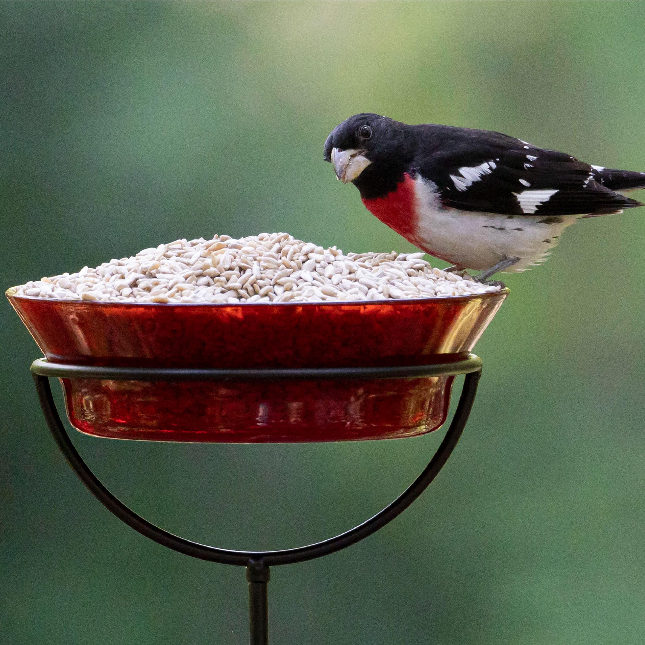 Titmice feed on Audubon Park Sunflower Hearts & Chips in a feeder cup