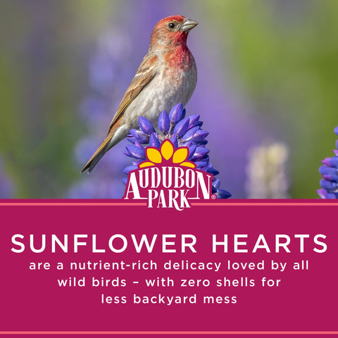 Audubon Park Sunflower Hearts provide steady energy for birds on cool mornings