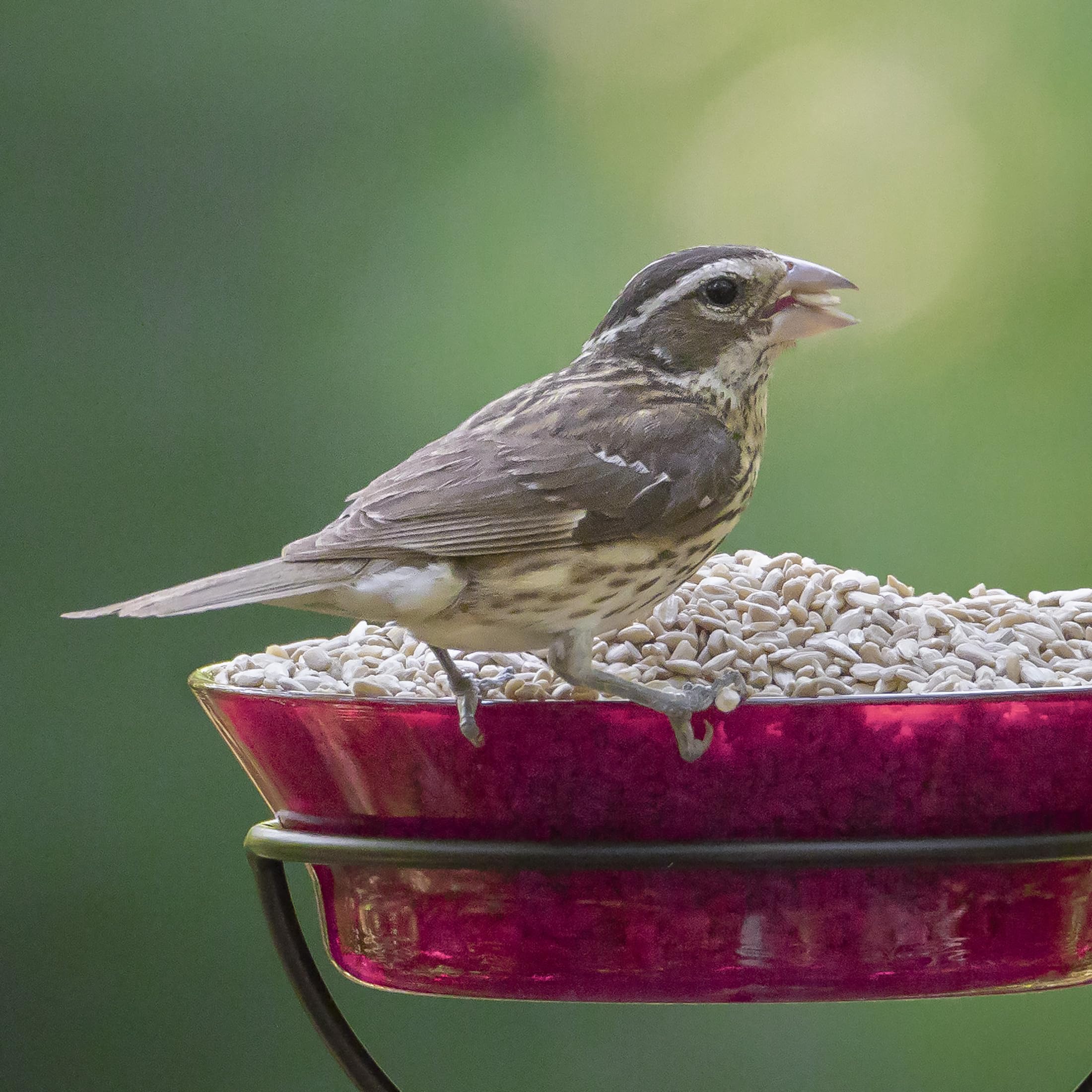 Audubon Park Sunflower Hearts attract juncos at outdoor feeders