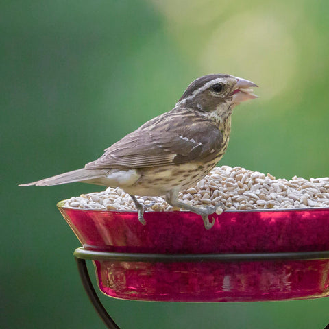 Audubon Park Sunflower Hearts attract juncos at outdoor feeders