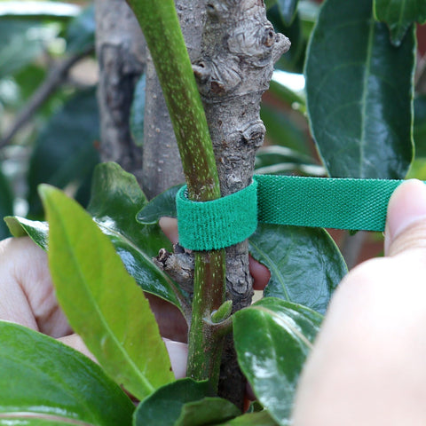 AUGHOA soft nylon plant-tape in green is plant-friendly.