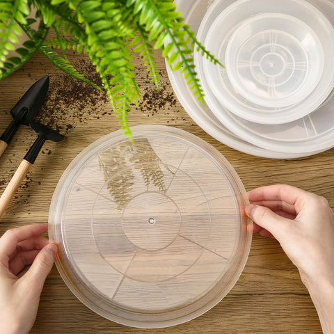 Augshy 8-inch clear plant saucer with decorative stones setup