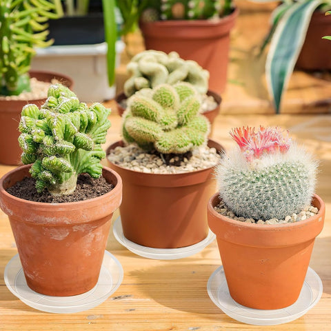 Augshy 6-inch clear plant saucers protect floors and support larger pots