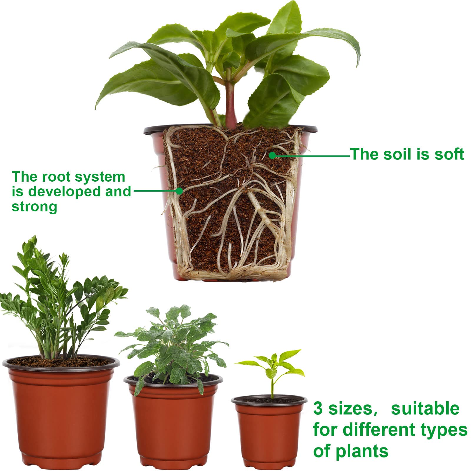 Augshy 6-inch nursery pot for larger seedlings and cuttings