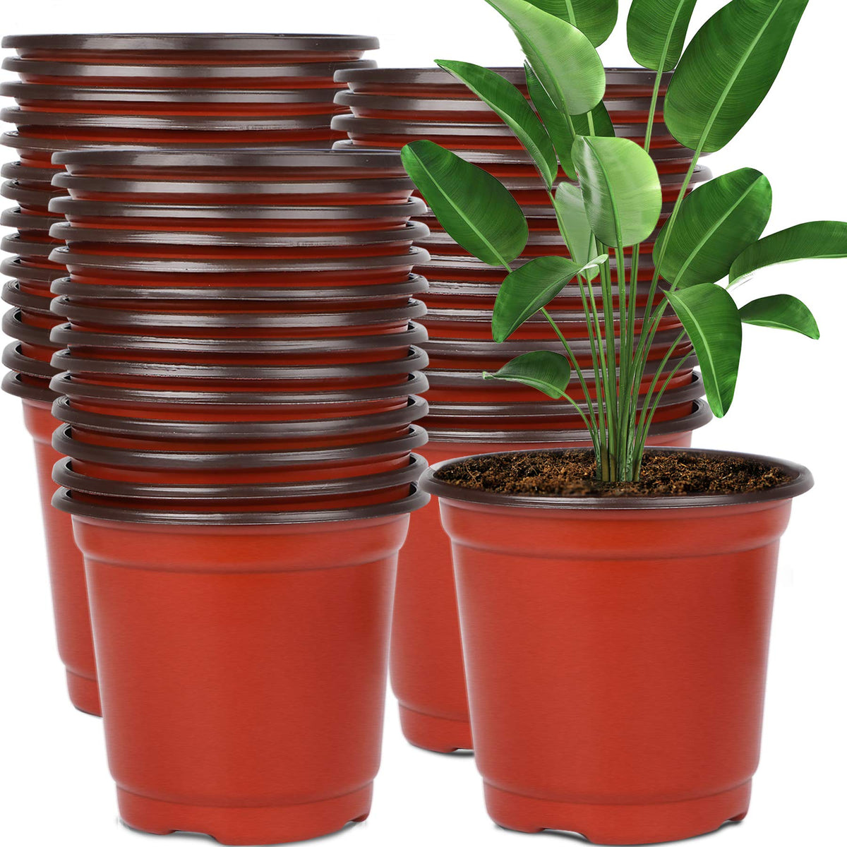 Augshy 6-inch plastic pot with succulents for seedling starts