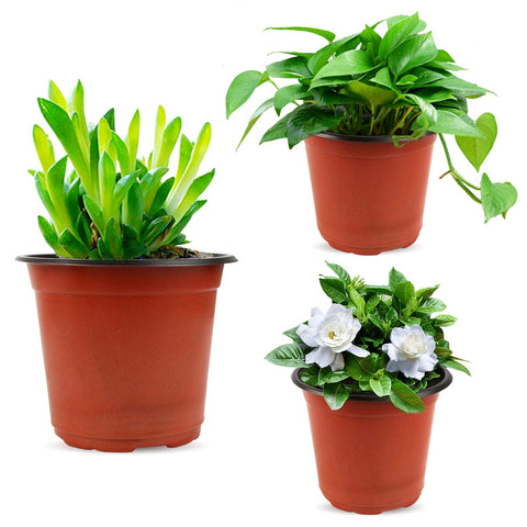 Augshy terracotta exterior pot with black interior for stylish display