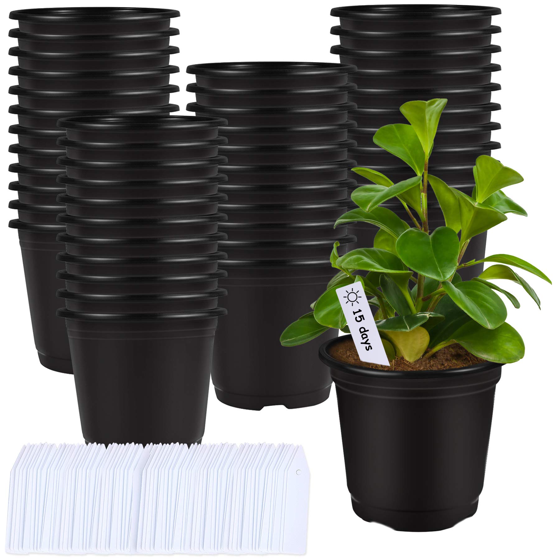 Augshy 75-pack 6-inch nursery pots for seed starting and transplanting.