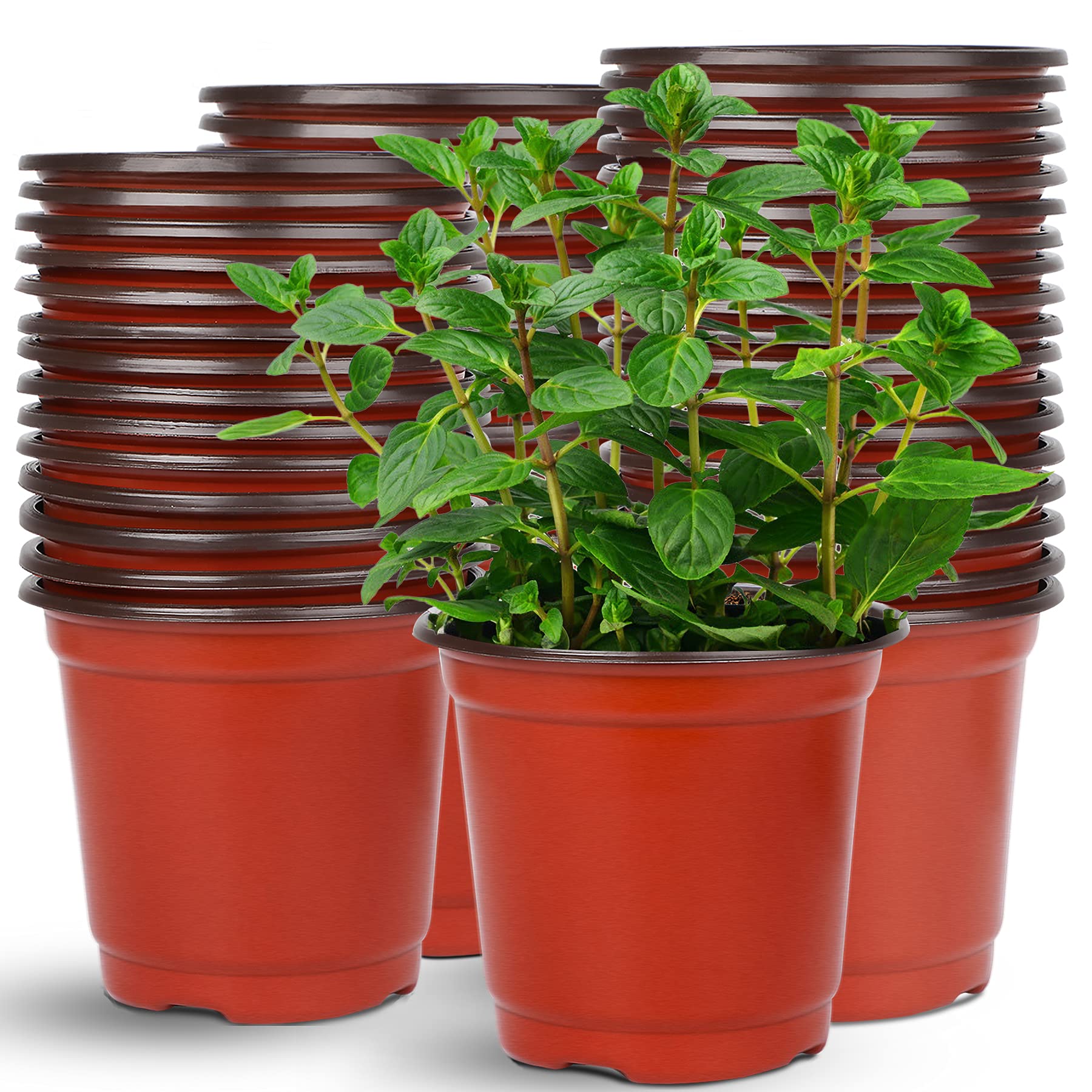 Augshy 75-pcs 6-inch nursery pots top view for seed starting and display