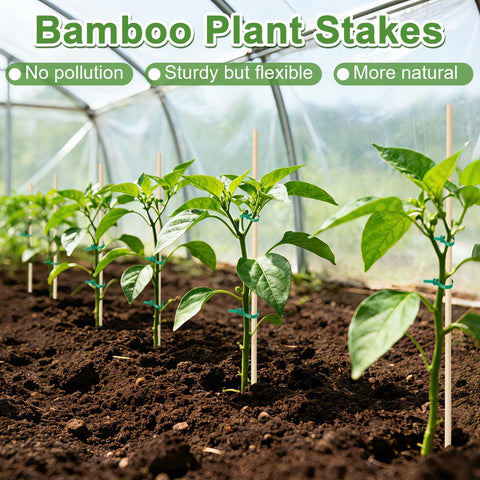 Augshy climbing-vine bamboo stake encourages sturdy growth and air circulation.
