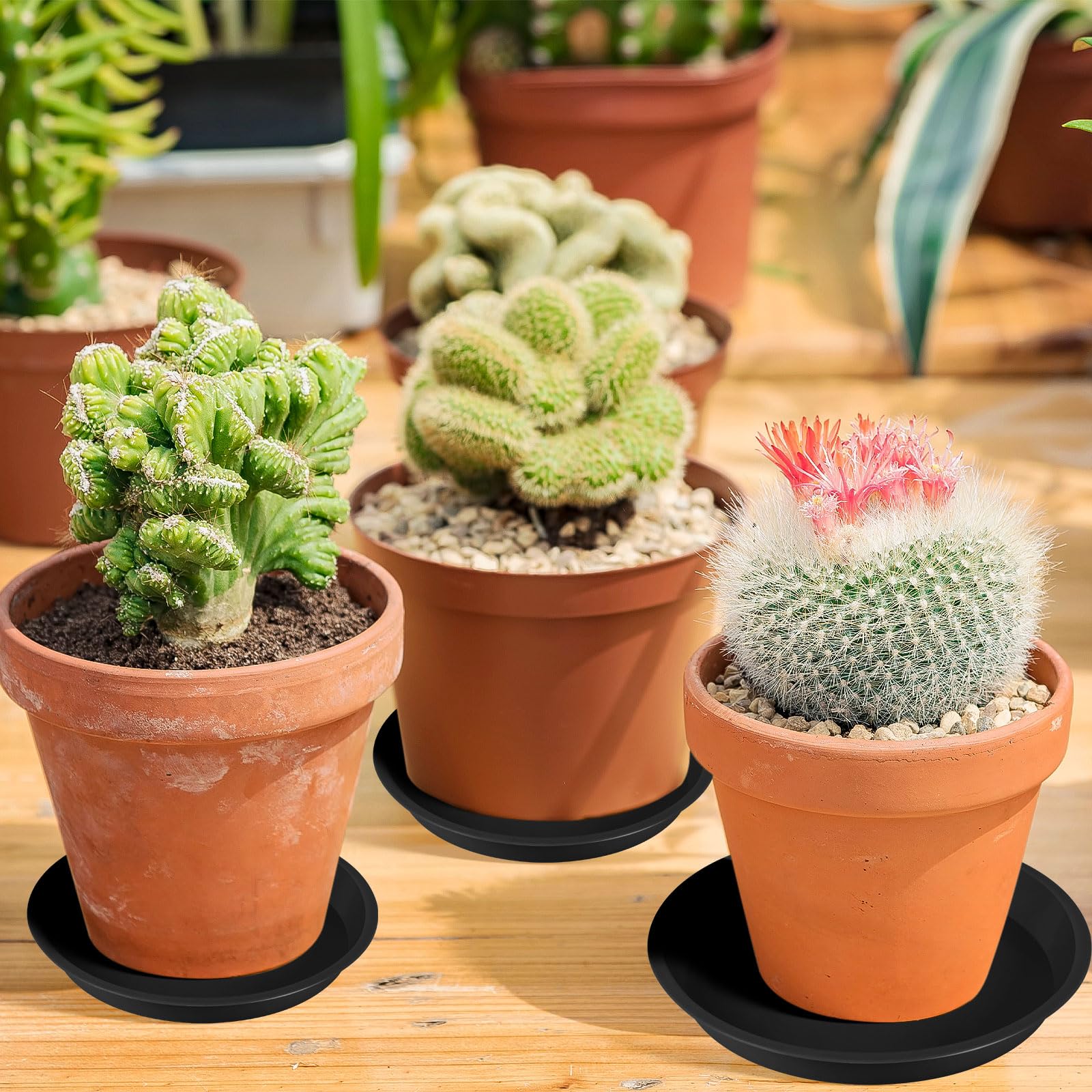 Augshy plant saucer with decorative stones for enhanced presentation