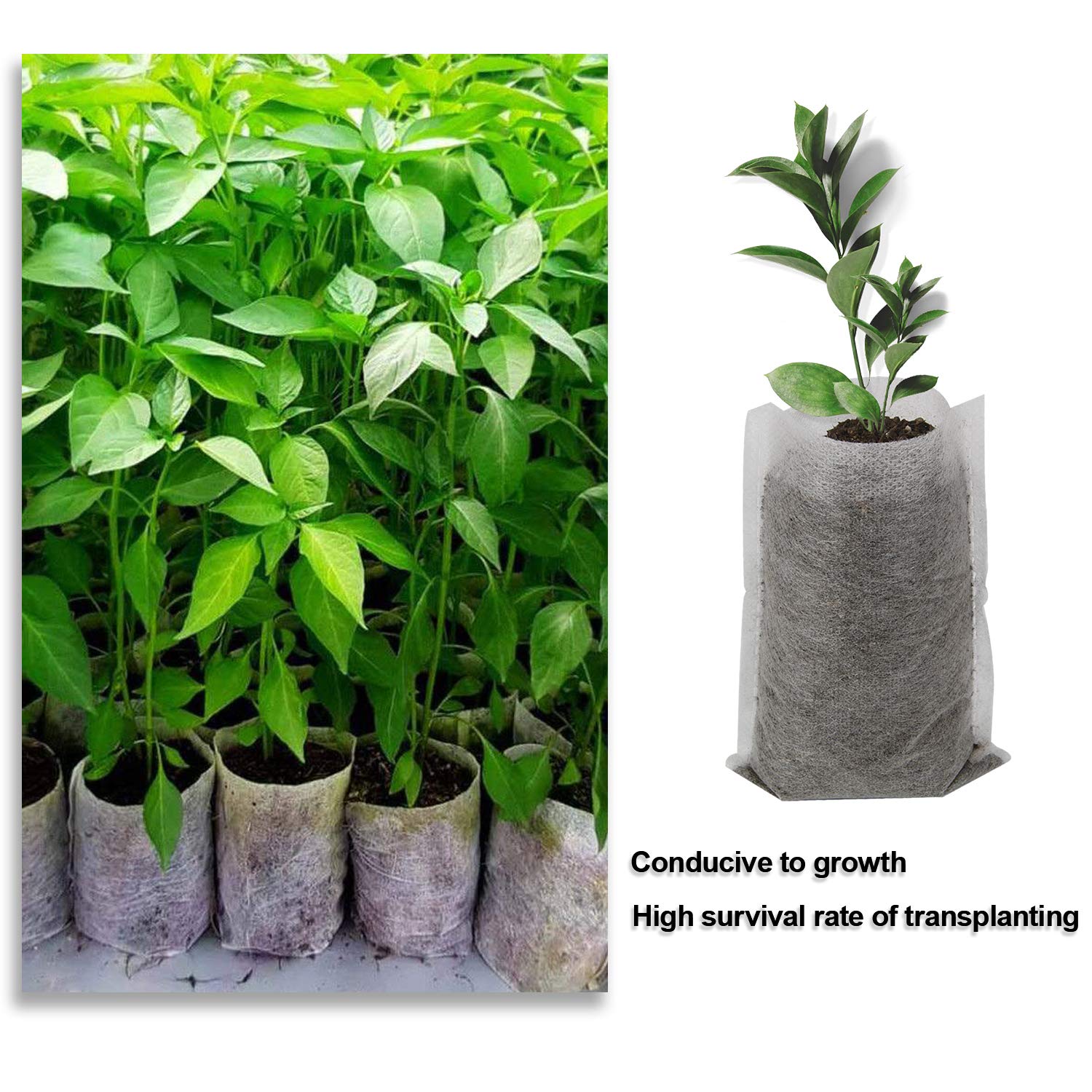 Augshy seedling bags simplify transplanting with no bag removal required.