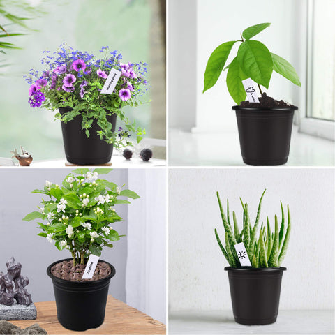 Augshy gardening kit keeps your setup organized for hobbies and classroom projects
