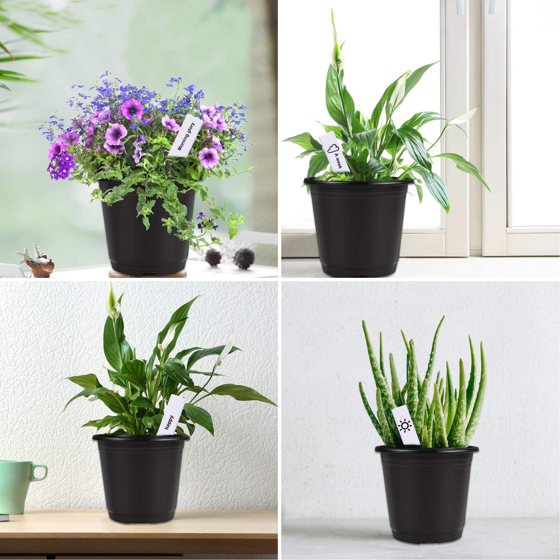 Augshy ideal for succulents, herbs, and small vegetables.