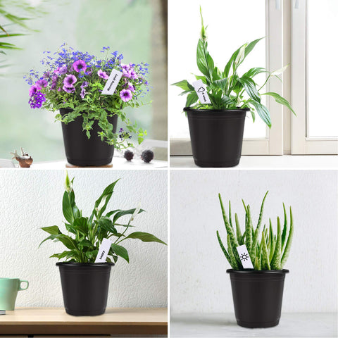 Augshy ideal for succulents, herbs, and small vegetables.