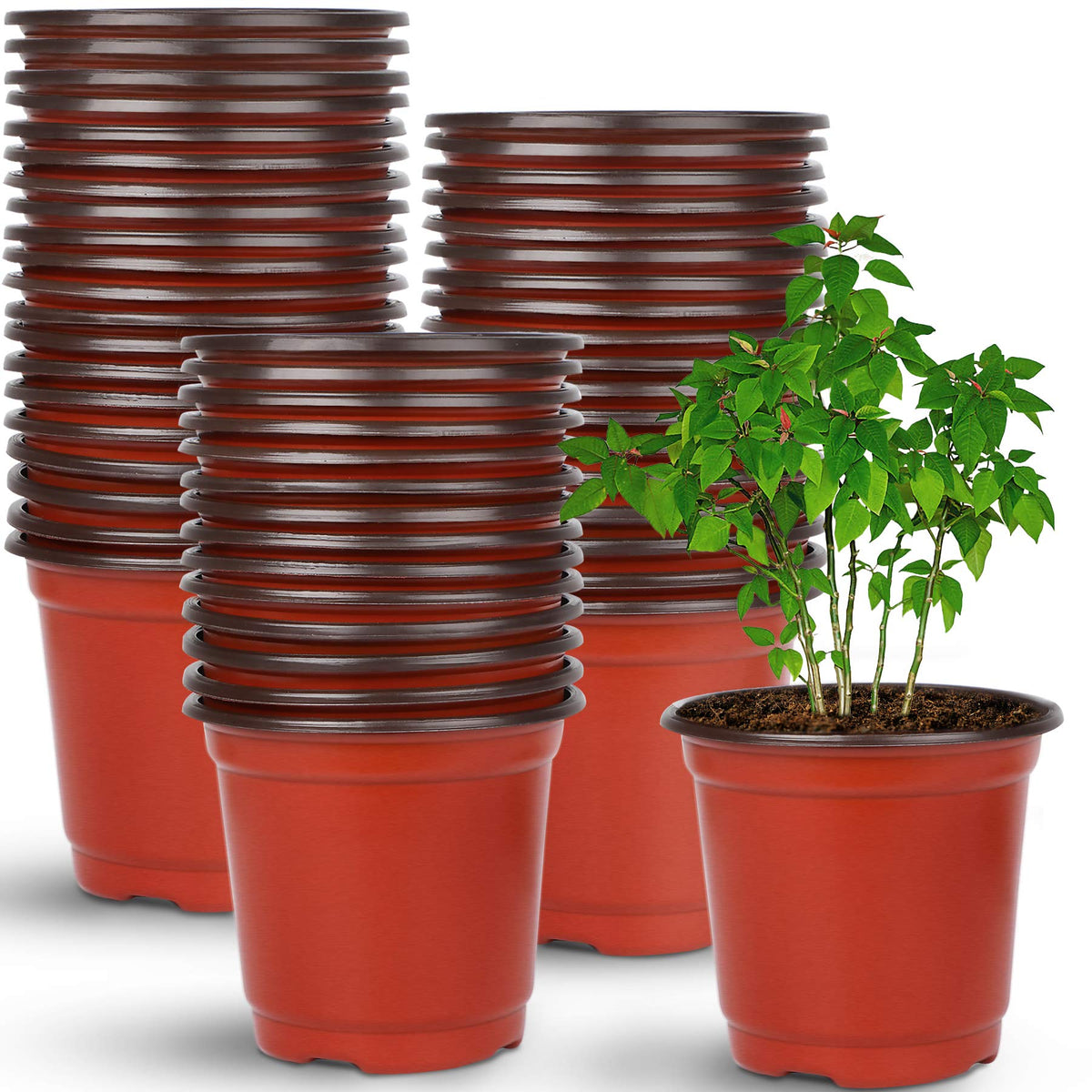 Augshy nursery pot 4-inch top view ideal for seed starting and transplant readiness at home gardens.