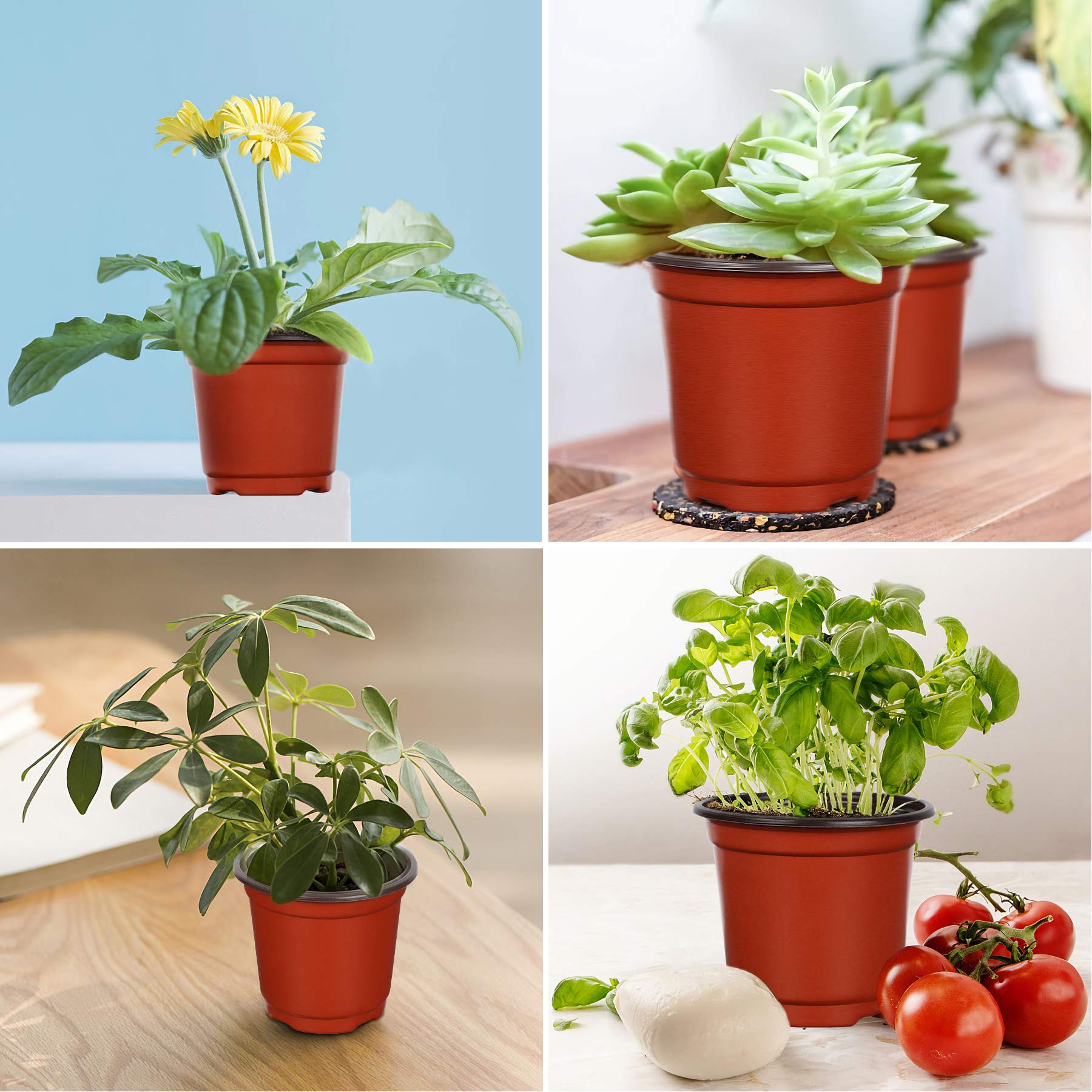 Augshy packaging shows 110 pots, ready for immediate use.