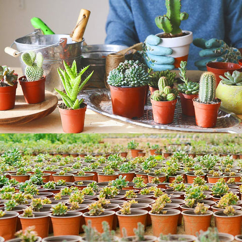 Augshy plant transition pot collection ideal for seedling transfer