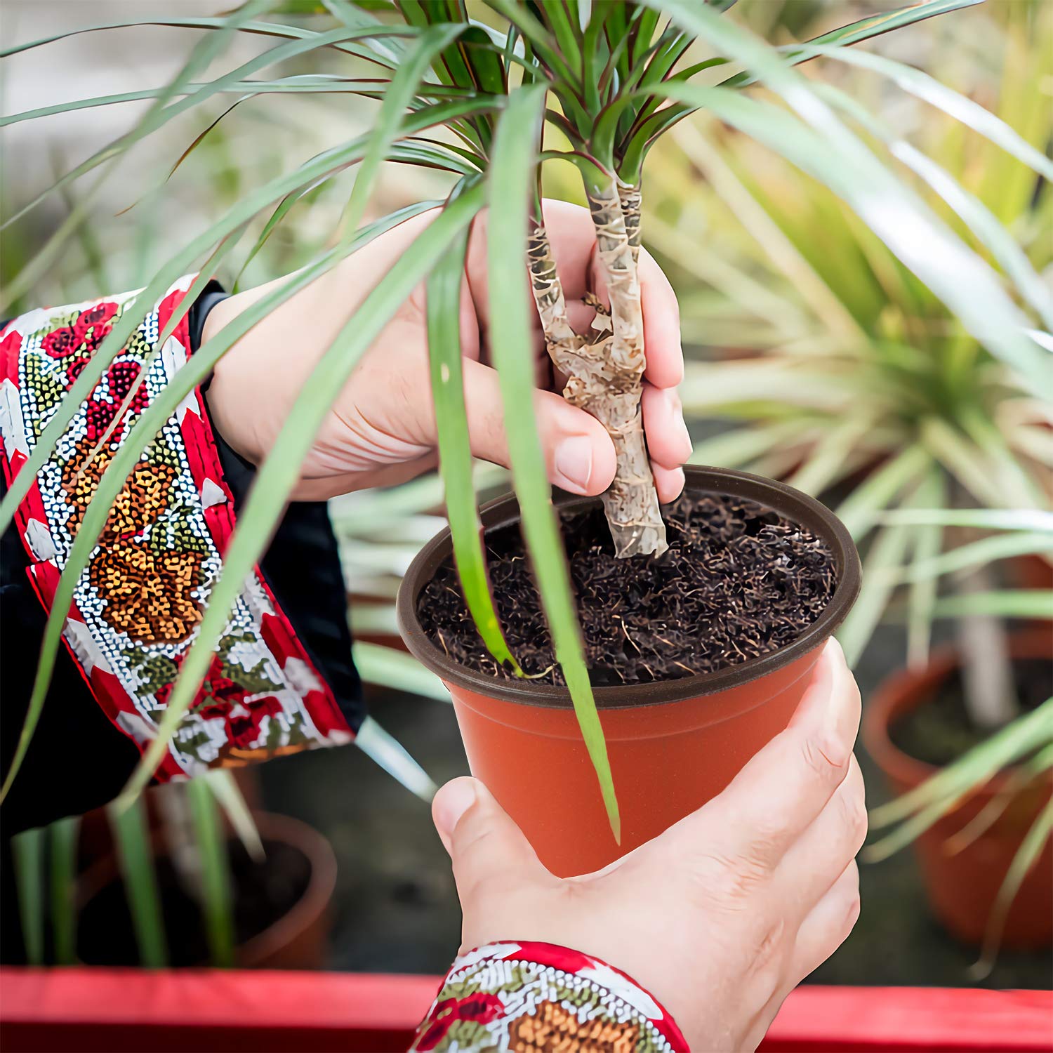 Augshy reusable plant pot for ongoing nursery use.