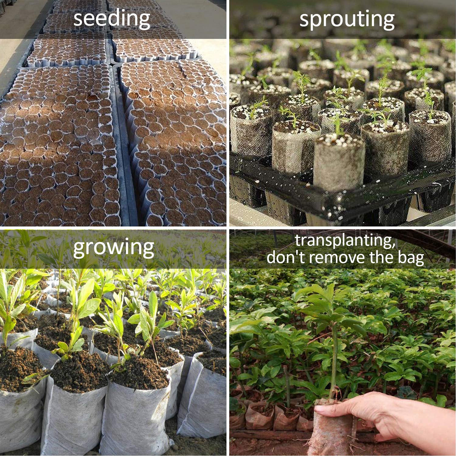 Augshy seedling pouches encourage robust early growth and easy handling.