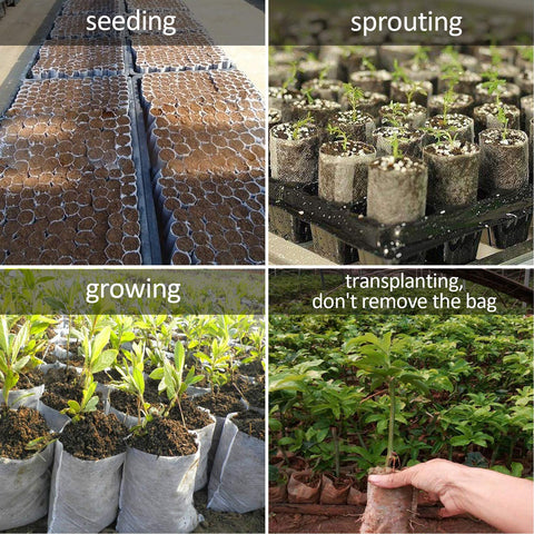 Augshy seedling pouches encourage robust early growth and easy handling.
