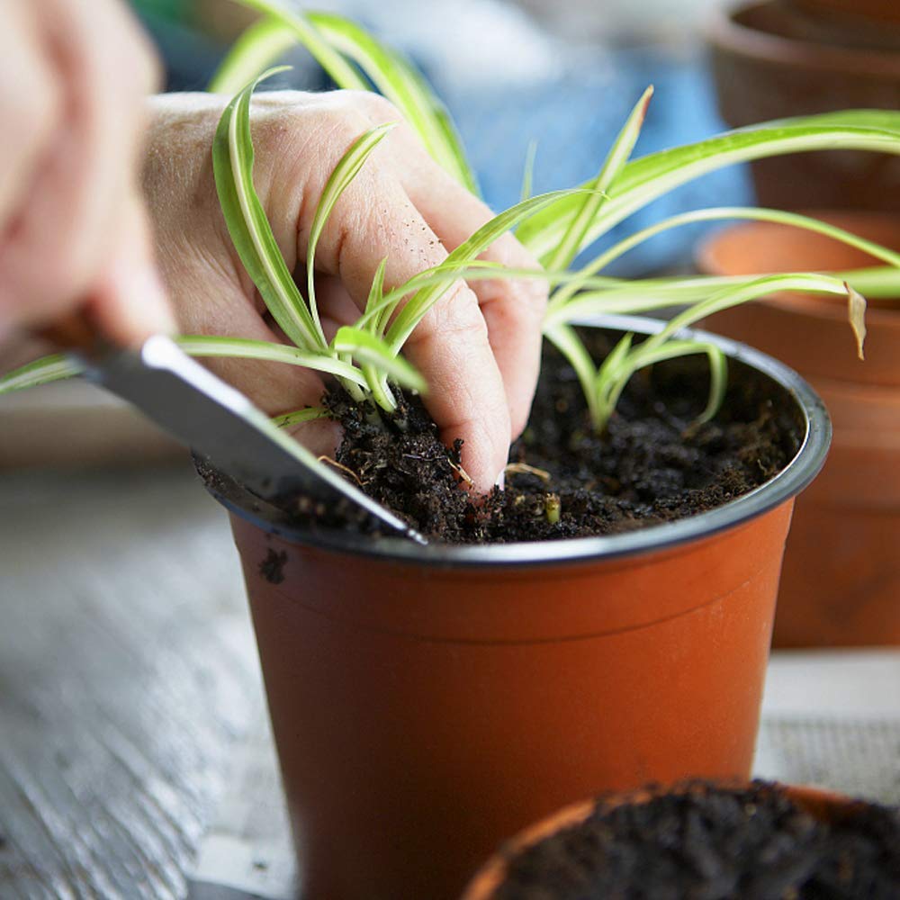 Augshy succulent propagation pot closeup highlighting easy start for cuttings