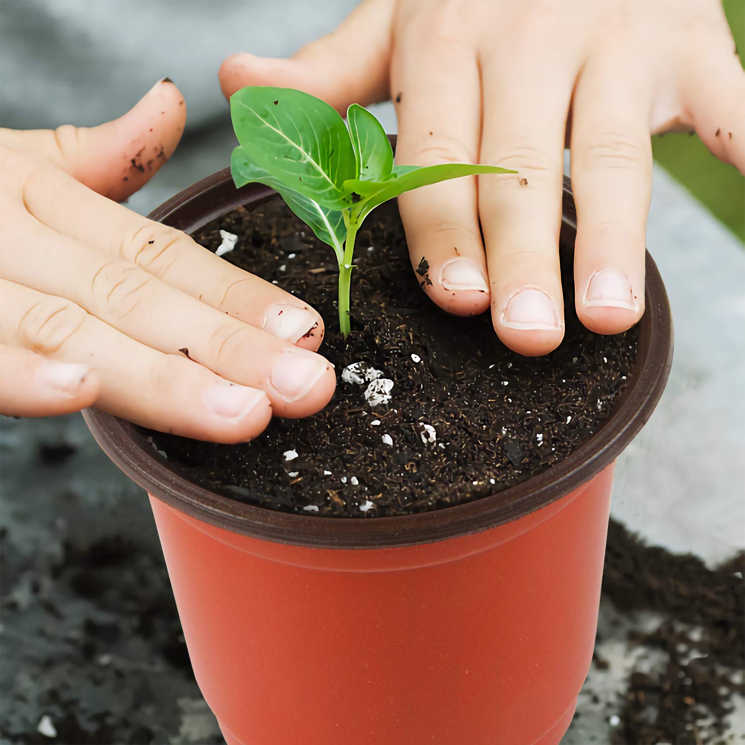 Augshy succulent propagation pot suitable for cuttings and starters.