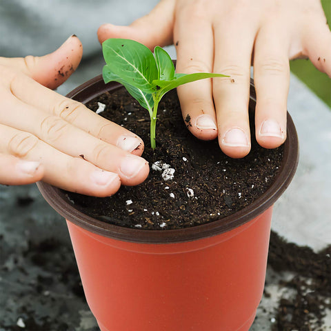 Augshy succulent propagation pot suitable for cuttings and starters.