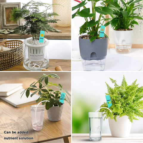 Augshy travel-friendly watering solution helps keep houseplants hydrated during trips.