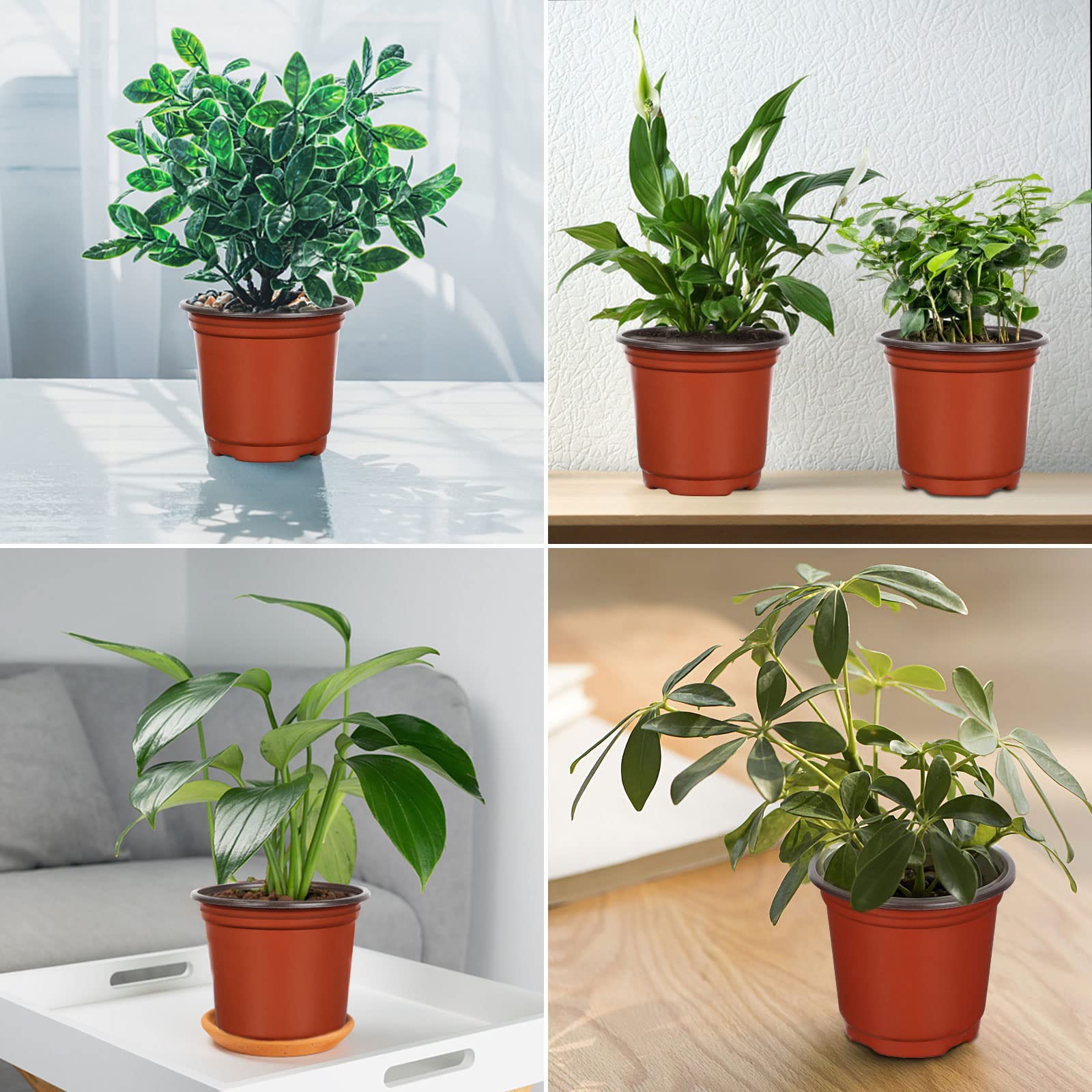 Augshy versatile nursery pots suit home, shop, and greenhouse displays.
