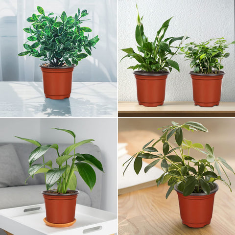 Augshy versatile nursery pots suit home, shop, and greenhouse displays.