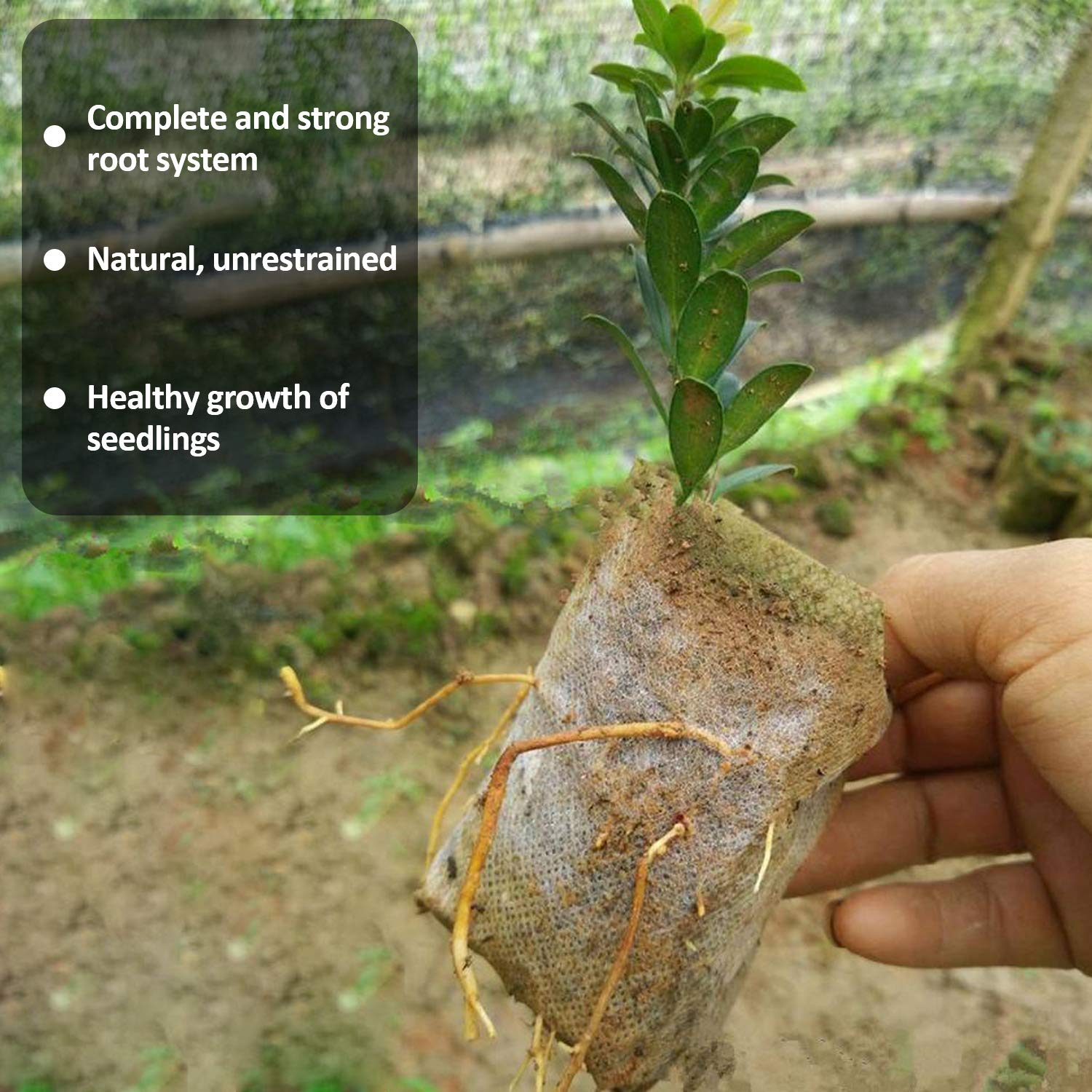Augshy bags suit fruits, vegetables and flowers for versatile gardening.