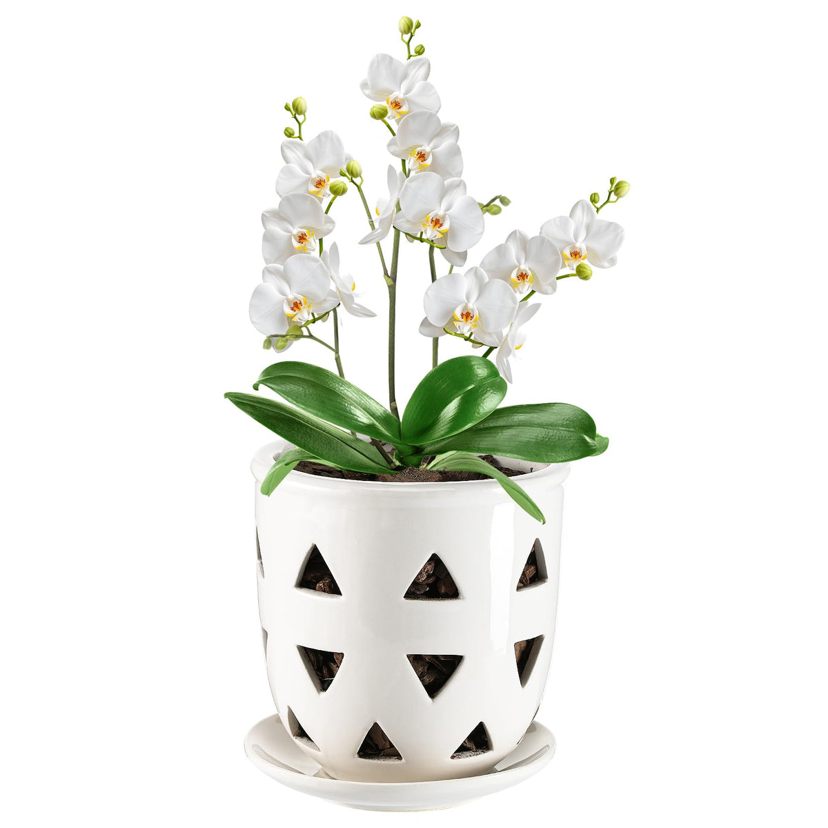 Aulock 6in ceramic orchid pot with a clean white finish for elegant indoor displays.