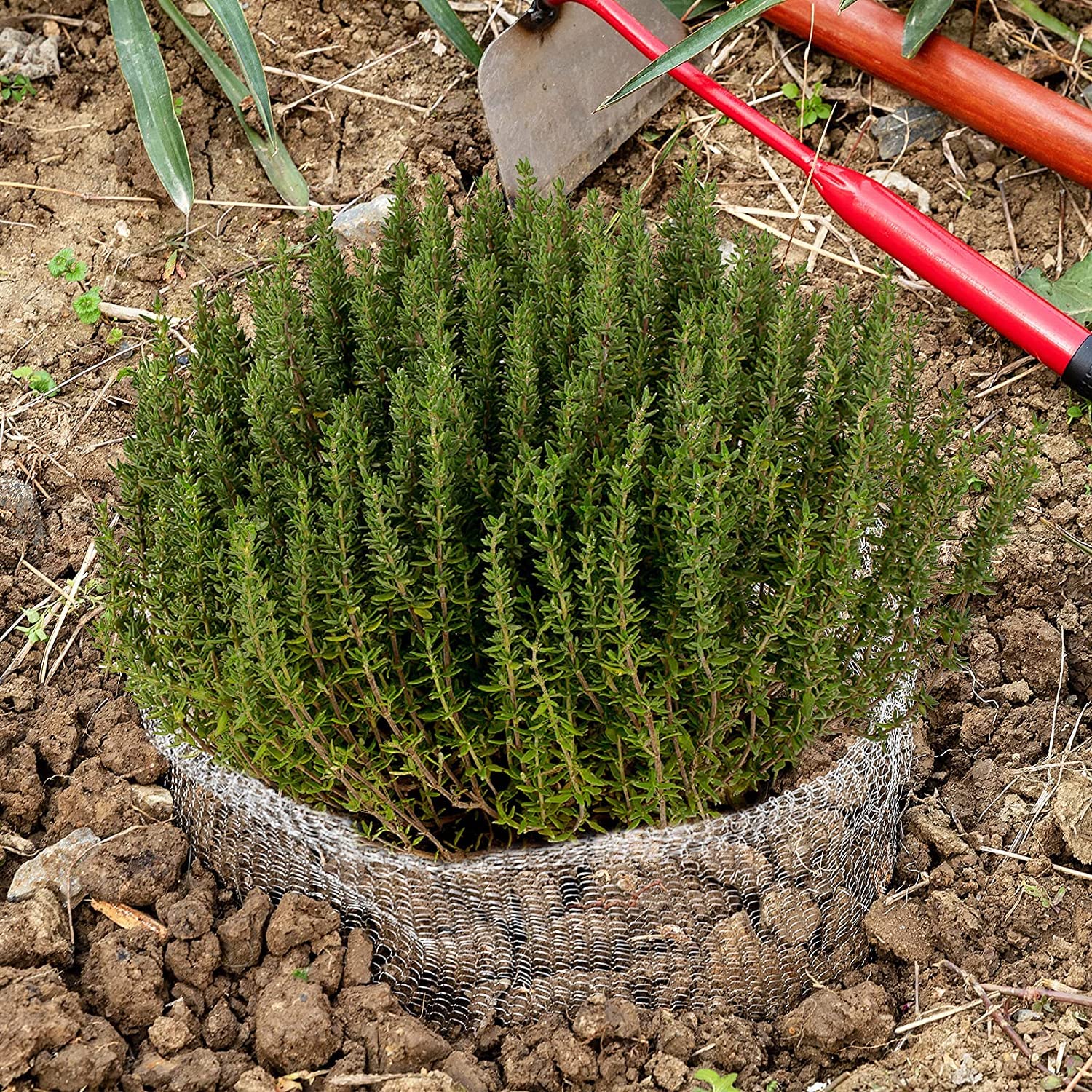 Aulock eight-pack package highlighting value for multiple pots.