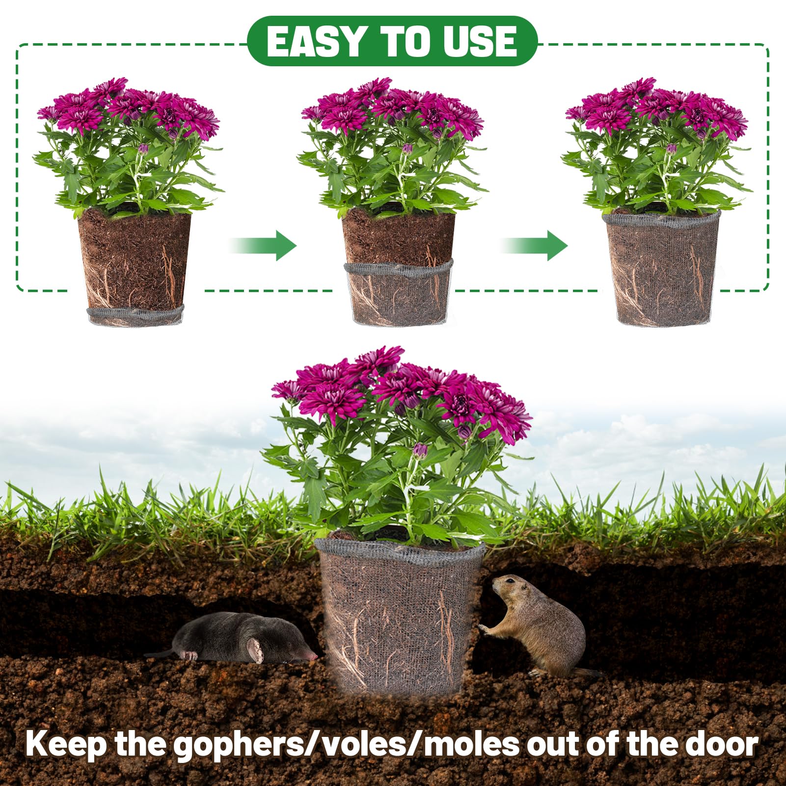 Aulock gopher vole mole protector basket around plant base.