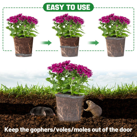 Aulock gopher vole mole protector basket around plant base.