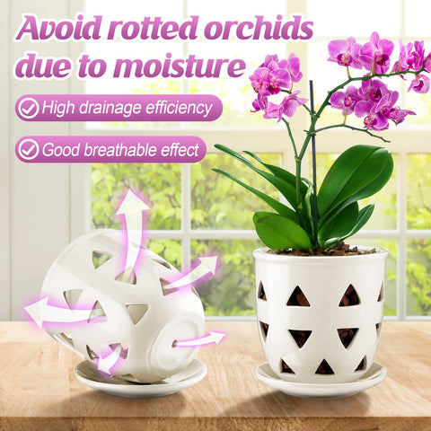 Aulock indoor orchid display on table or windowsill for stylish care.