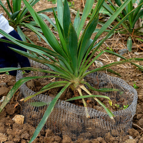 Aulock durable stainless steel root basket with welded bottom.