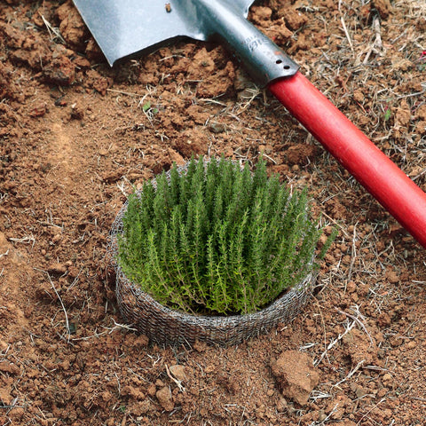 Aulock solution protecting roots across varied plants like tomatoes and tulips